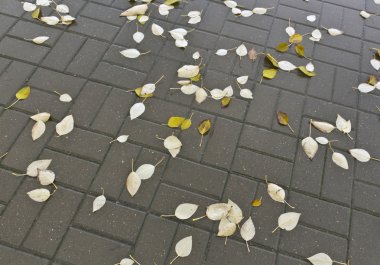 Kaldırıma düşmüş turuncu ıslak yapraklar.