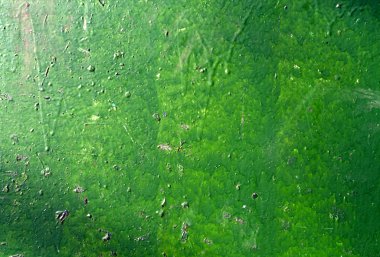 yeşil boyalı duvar.