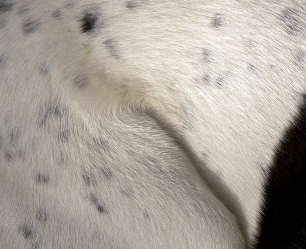 Textura de piel de perro blanco y negro . —  Fotos de Stock