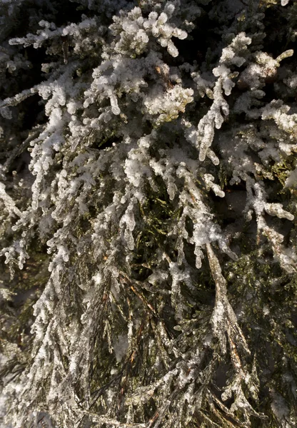 Neve e geada em thuja verde . — Fotografia de Stock