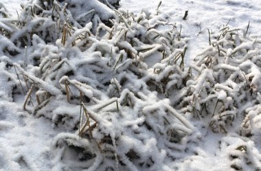 Reed karlı donmuş göl üzerinde soluk.