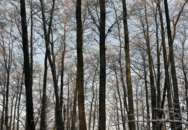 Floresta de Inverno. Árvores e céu . — Fotografia de Stock