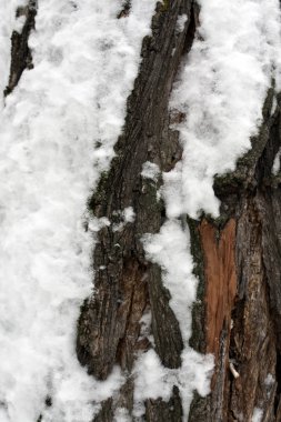 Ağaç kabuğu karda. 