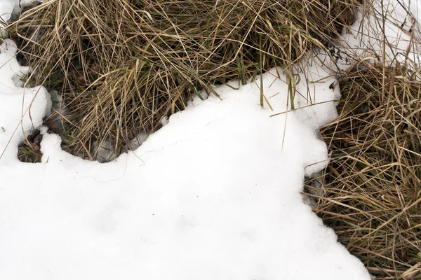 Увядшая трава под снегом . — стоковое фото