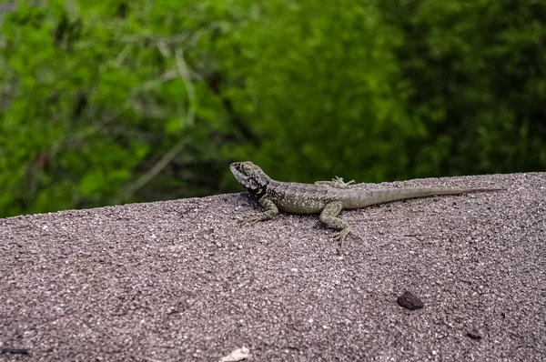 Lézard Dans Région Des Chutes Iguazu — Photo