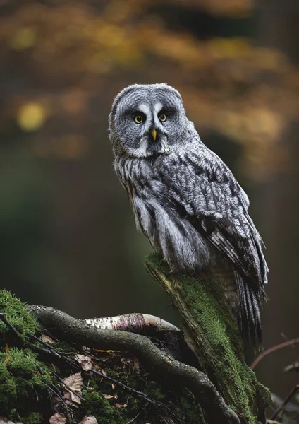 Great Grey Owl — Stock Photo, Image