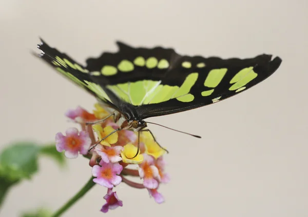 Farfalla Malachite — Foto Stock