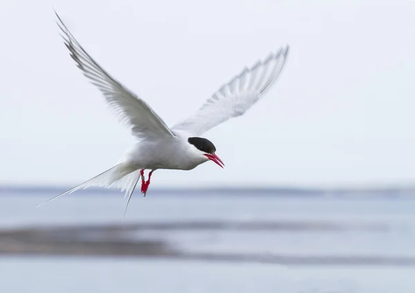 Tern in flight — Stock Photo, Image