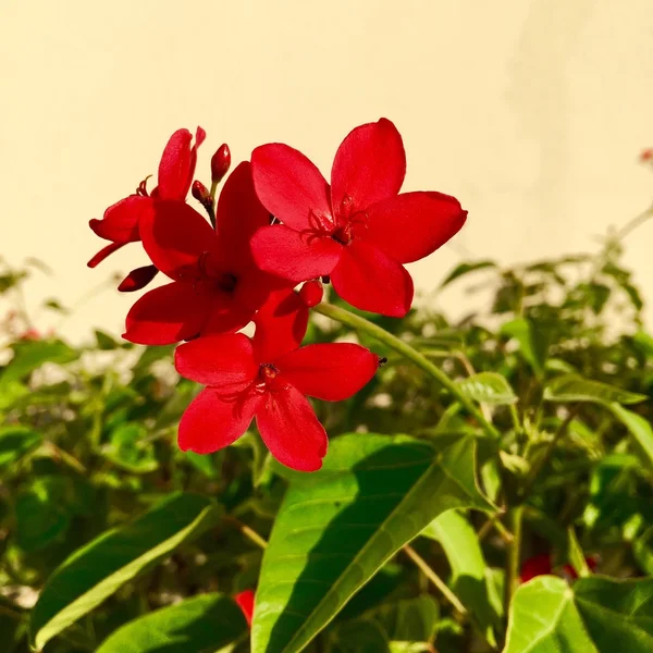 Spring flowers in Dubai. — Stock Photo, Image