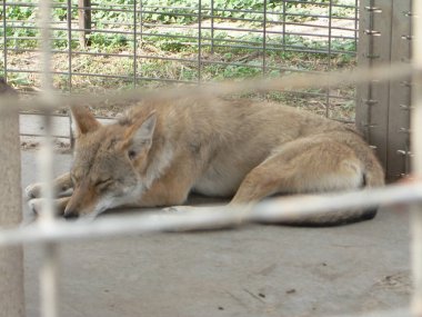 Hayvanat bahçesindeki hayvanlar