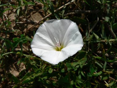 Great Plains Doğa Merkezi, Wichita, Kansas