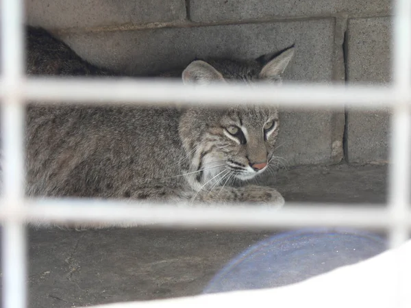 Zwierzęta Zoo — Zdjęcie stockowe