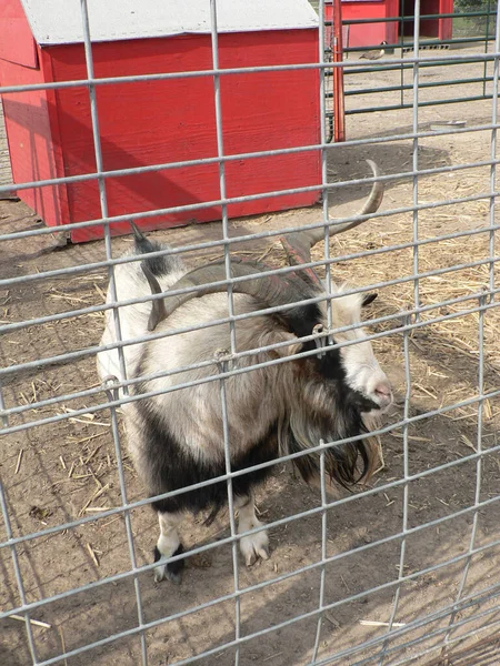 Dieren Een Dierentuin — Stockfoto