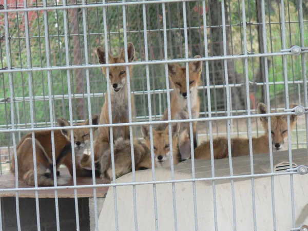 Animais Zoológico — Fotografia de Stock