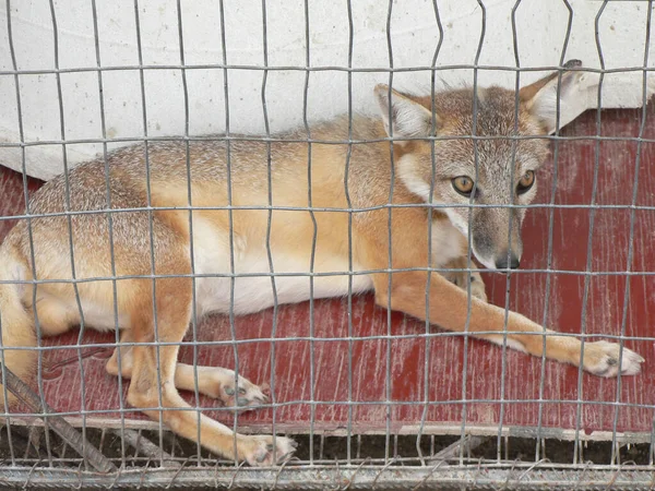 Zwierzęta Zoo — Zdjęcie stockowe