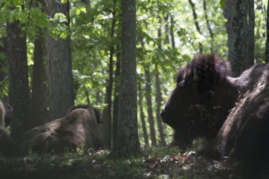 Bison St. Louis, Missouri yakınlarındaki Lone Elk Parkı 'nda.