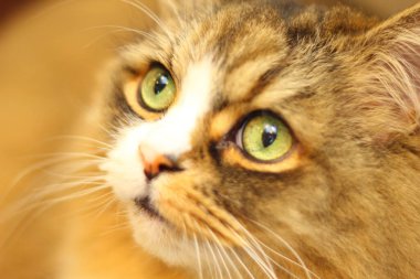 Safkan Ragamuffin Kedi Surat Yakından