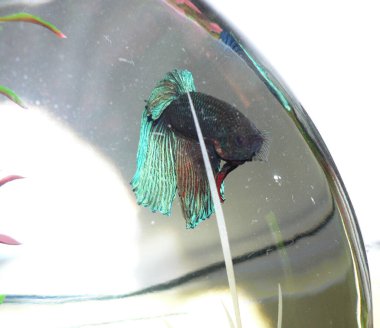 Kavisli Akvaryumda Beta Tropikal Balık