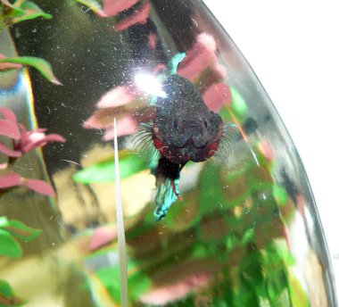 Kavisli Akvaryumda Beta Tropikal Balık