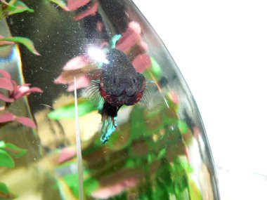 Kavisli Akvaryumda Beta Tropikal Balık