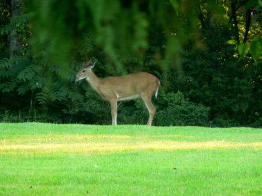 Ağaç Dalları Tarafından Çerçevelenmiş Bir Varoş Bahçesinde Geyik