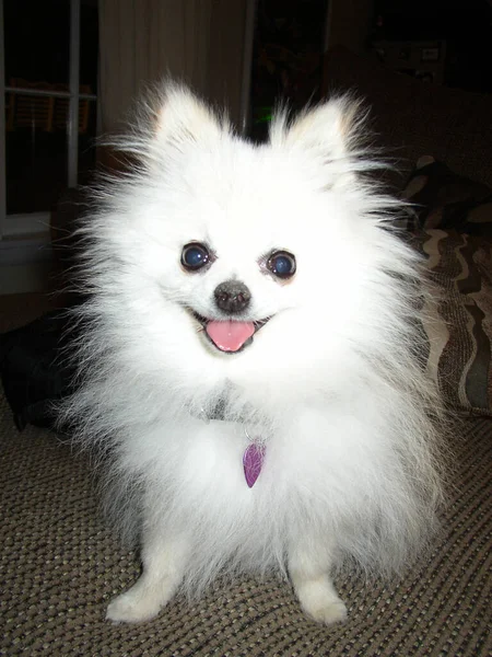 Cão Pomerânia Sentado Sorrindo — Fotografia de Stock