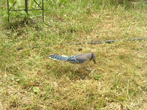 Blue Jay Auf Gras — Stockfoto