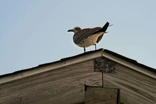 Blick Auf Den Myrtle Beach State Park South Carolina — Stockfoto