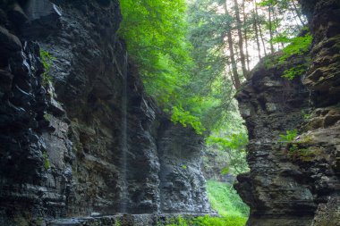 Watkins Glen Eyalet Parkı, New York