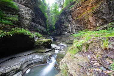 Watkins Glen Eyalet Parkı, New York