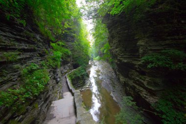 Watkins Glen Eyalet Parkı, New York