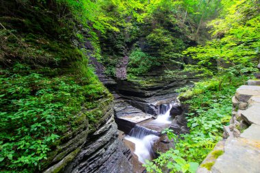 Watkins Glen Eyalet Parkı, New York