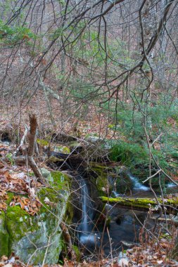Virginia 'daki Blue Ridge Parkway' de manzara