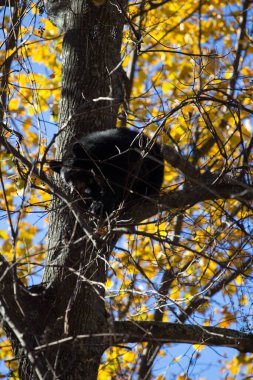 Shenandoah Ulusal Parkı, Virginia