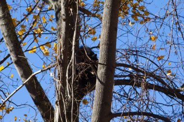Shenandoah Ulusal Parkı, Virginia
