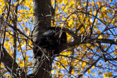 Shenandoah Ulusal Parkı, Virginia