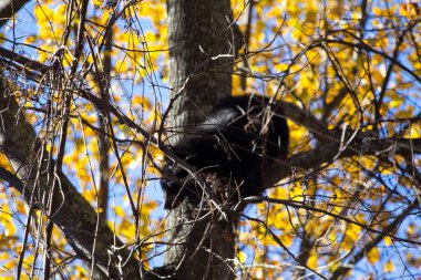 Shenandoah Ulusal Parkı, Virginia
