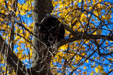 Kara Ayı Ağaçta, Shenandoah Ulusal Parkı, Virginia