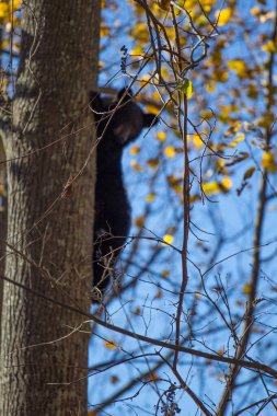 Black Bear, Shenandoah Ulusal Parkı, Virginia
