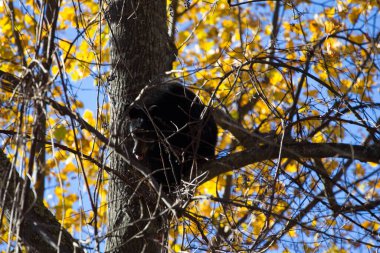 Black Bear, Shenandoah Ulusal Parkı, Virginia