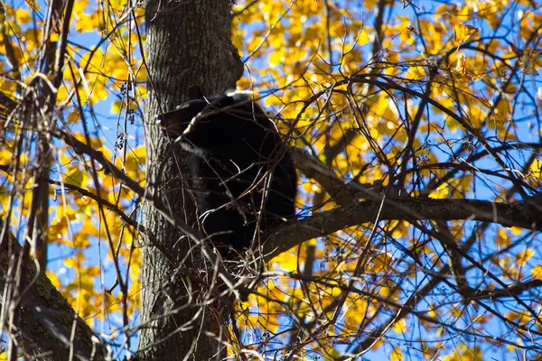 Urso Negro Parque Nacional Shenandoah Virginia — Fotografia de Stock
