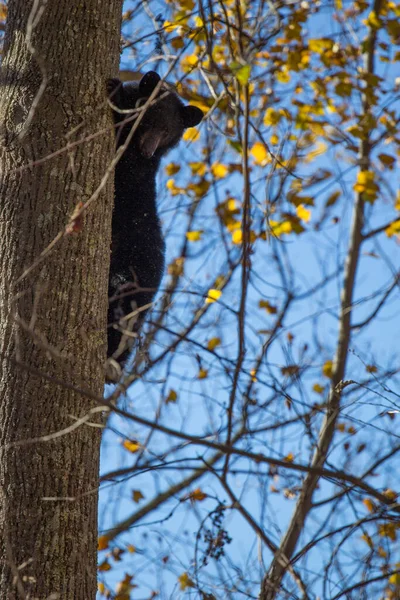 Black Bear Shenandoah Nationaal Park Virginia — Stockfoto