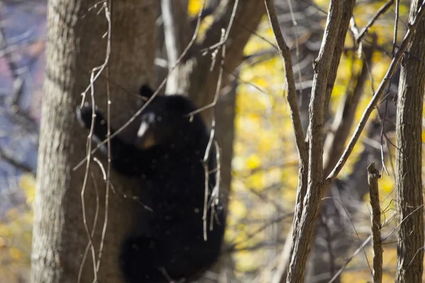 Black Bear Shenandoah National Park Virginia — стокове фото