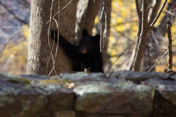 Black Bear Shenandoah National Park Virginia — 스톡 사진