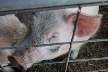 Çevrelerinde Çiftlik Hayvanları