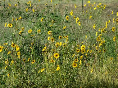 Great Sand Dunes Ulusal Parkı ve Koruma Alanı, Colorado