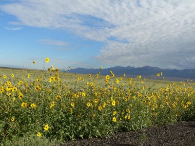 Great Sand Dunes Ulusal Parkı ve Koruma Alanı, Colorado