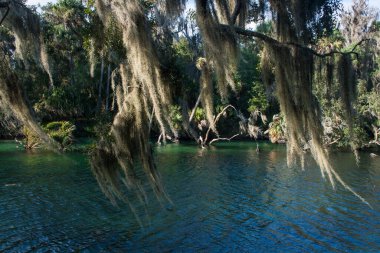 Orlando, Florida yakınlarındaki Blue Springs Eyalet Parkı manzarası