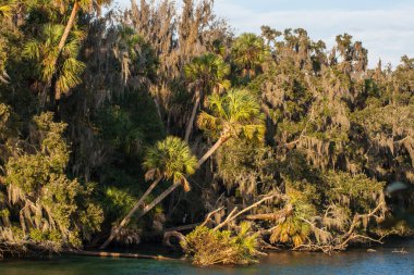 Orlando, Florida yakınlarındaki Blue Springs Eyalet Parkı manzarası