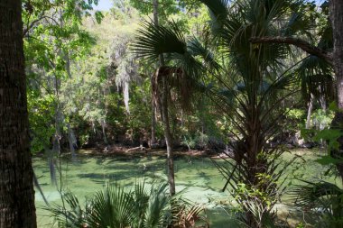 Orlando, Florida yakınlarındaki Blue Springs Eyalet Parkı manzarası